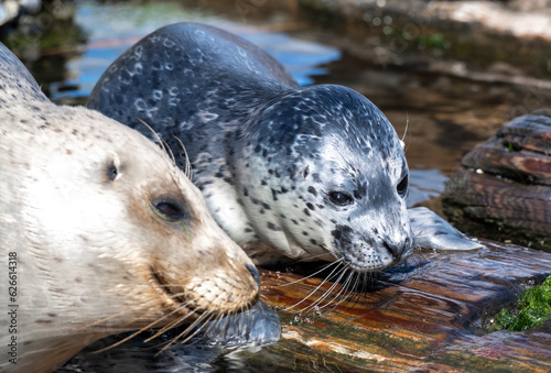 Closeup of a harbor seal pup and its parent on a floating log in Puget Sound near Seattle
