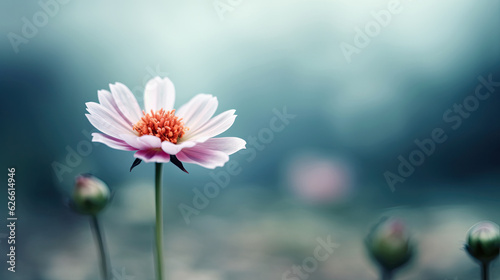 Beautiful pink chrysanthemum flower on the blurred background