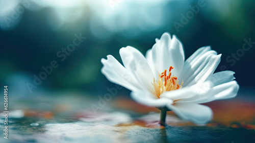 Beautiful white lotus flower on water surface with blur background.