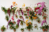 Composition of various orchid plants on a white wall