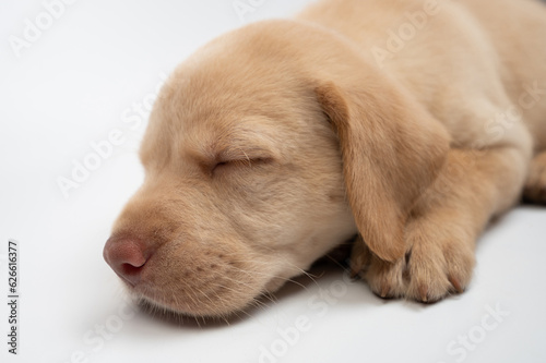 Tired sleeping labrador dog