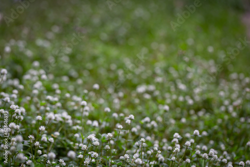 white clover with white flowers covering the ground a type of weed But it is beautiful in the natural area. It has been widely introduced worldwide as a forage crop