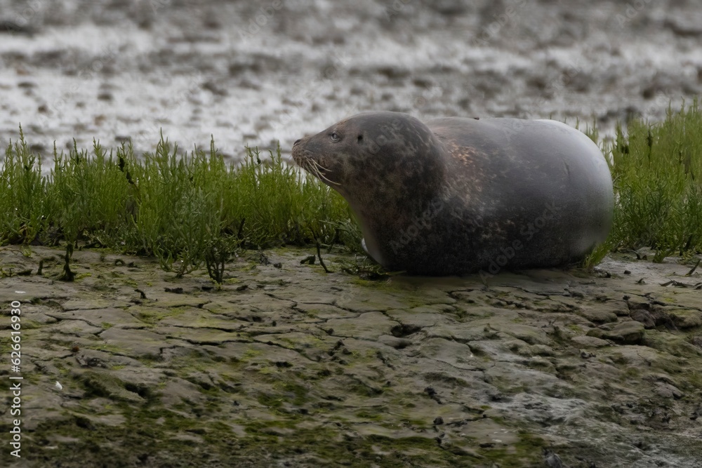 Fototapeta premium Harbour seals in the wild, Cork, Ireland