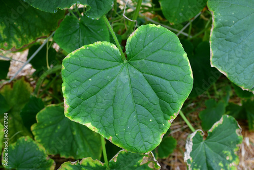 Wallpaper Mural Cucumber leaves with a yellow edge. the imbalance of micro-elements and macro-elements. Problems with growing amateur organic cucumbers. Selective focus. chlorosis. improper watering Torontodigital.ca