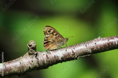 Macro image of a Speckled Wood Butterfly on a twig. County Durham, England, UK. photo
