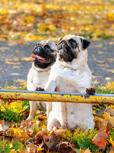 Funny pugs stand on their hind legs in an autumn park