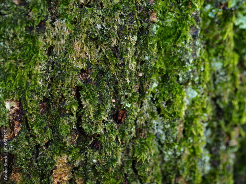 green moss on the bark