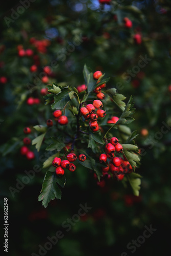 Hawthorn shrub with saturated  ripe red berries. Berries harvest closeup (on branch). Traditional medicine ingredients planting at home. Gathering berries in the forest. Beautiful nature of Ukraine