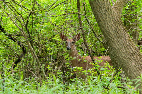 Fototapeta Naklejka Na Ścianę i Meble -  A White-tailed Deer Feeding In The Woods In Spring