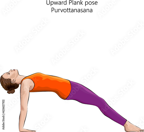 Young woman practicing yoga exercise, doing Upward Plank or Reverse Plank. Inclined Plane pose. Purvottanasana. Arm Leg Support and Backbend. Beginner. Isolated vector illustration.