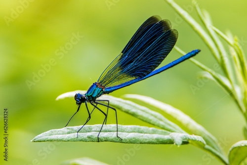 libellula blu photo