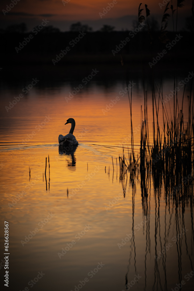 Schwan im Sonnenuntergang 