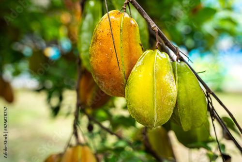 Close up view of a organic Star fruit -carambola tree full with Fruit