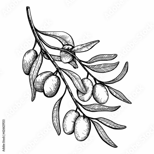 Olive Branch in Linear Style hand draw style