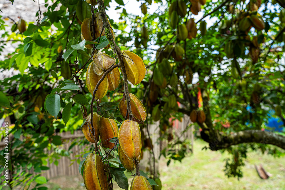 Close up view of a organic Star fruit -carambola tree full with Fruit Close up view of a organic Star fruit -carambola tree full with Fruit