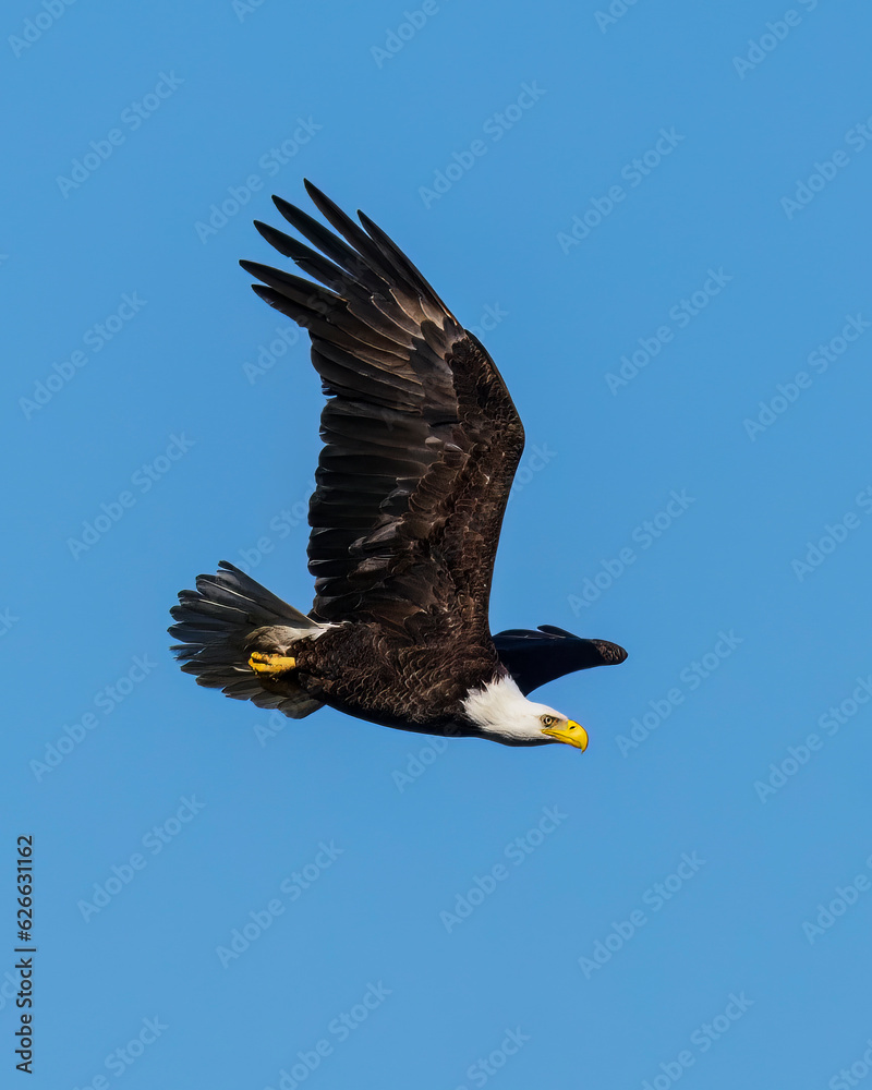 Naklejka premium This Eagle has taken flight. We can see its extended wing and tail. The talons are clearly visible. Wherever it’s going, it’s in a hurry.