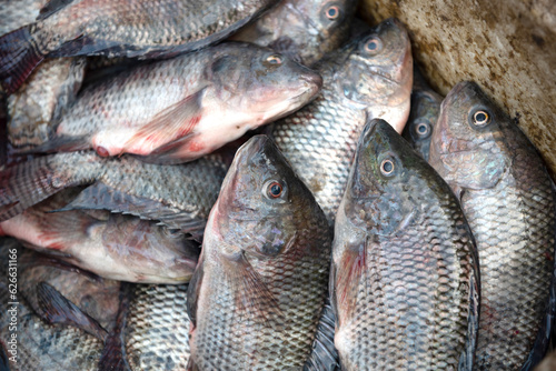 Fresh fish caught in the Egyptian River Nile in Cairo. Fish is an important food source in Egypt and accounts for 25.3 percent of the average household’s protein intake.
