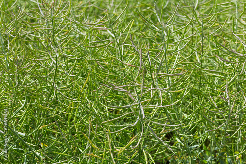 green ripening canola in a field close-up