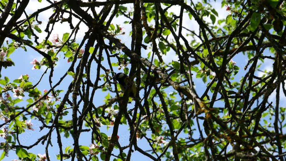 A tit jumps on the branches of a flowering tree.. A tit jumps on the branches of a flowering tree..