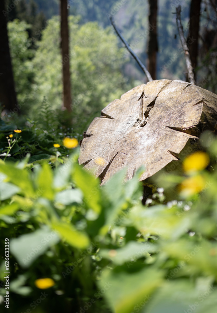 Cut down tree trunk with clock - five to twelve. Climate change warning. Time is running out.