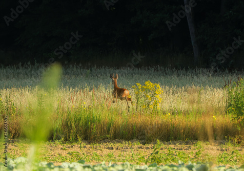 Fototapeta Naklejka Na Ścianę i Meble -  deer