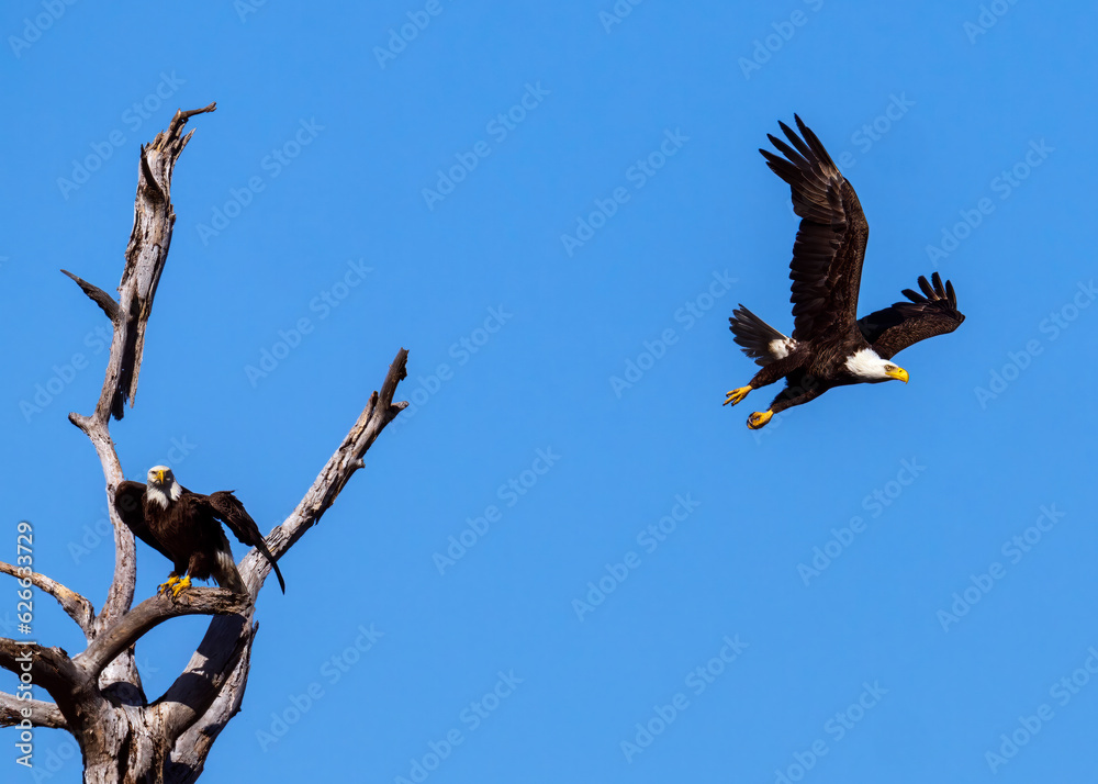 The Eagle in flight has flapped its wings several times and is leaving its former perch well behind, giving us a good view of its beak, wings, tail and talons. The Eagle in flight has flapped its wings several times and is leaving its former perch well behind, giving us a good view of its beak, wings, tail and talons.