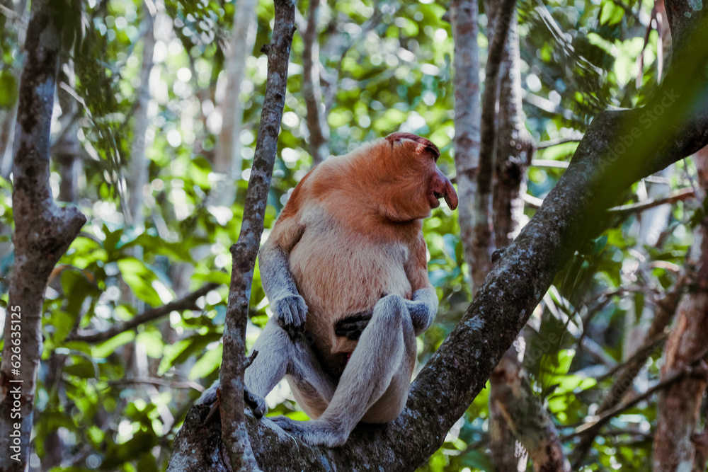 Proboscis monkey (Nasalis larvatus) or Proboscis monkey are endemic species that inhabit mangroves on the island of Borneo (Indonesia, Malaysia and Brunei).