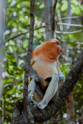 Proboscis monkey (Nasalis larvatus) or Proboscis monkey are endemic species that inhabit mangroves on the island of Borneo (Indonesia, Malaysia and Brunei).