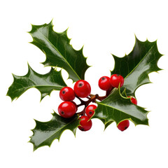 Sprig of European holly isolated