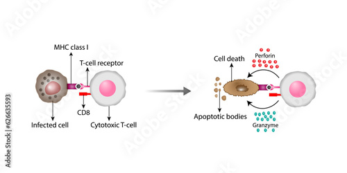 T-Cell activation diagram, cytotoxic T-cell and infected cell. Cell death. Vector illustration 