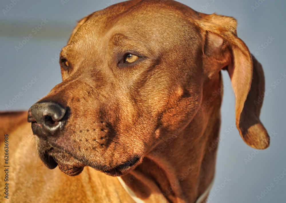 cão, animal estimação