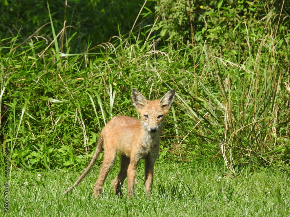 A red fox with a mange infection living in Cecil County, Maryland.