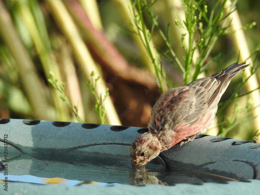 Obraz premium A male house finch drinking water from a bird bath in Elkton, Cecil County, Maryland.