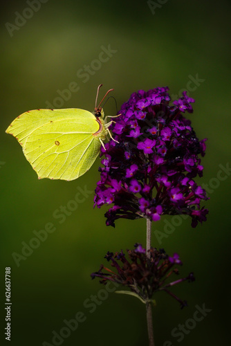 Motyl na Polskiej łące © Anna 888