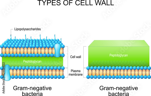 Types of bacterial cell wall. Gram-negative bacteria and Gram-negative bacteria. photo