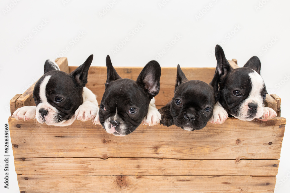 Cute french bulldog puppies in a wooden crate