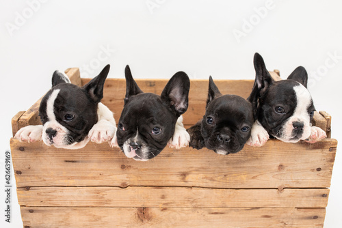 Cute french bulldog puppies in a wooden crate