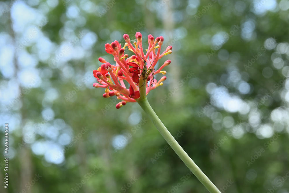 Underneath view of an inflorescence of a coral plant with a Lynx spider on it Underneath view of an inflorescence of a coral plant with a Lynx spider on it