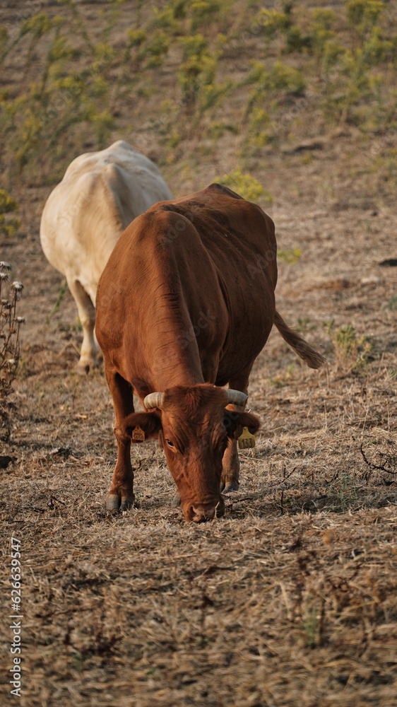 vaca quinta, produção carne natureza, mamífero vaca quinta, produção carne natureza, mamífero