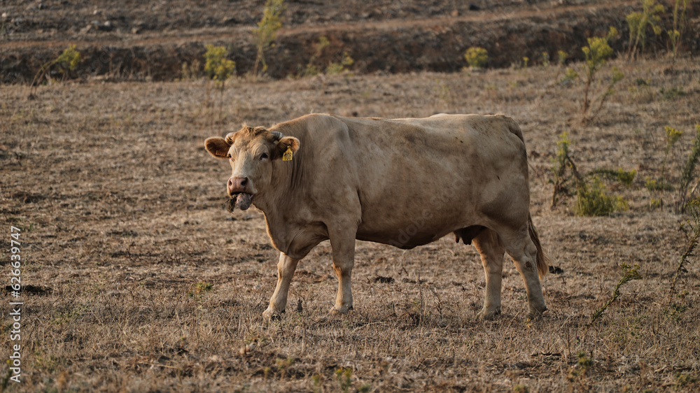 vaca quinta, produção carne natureza, mamífero vaca quinta, produção carne natureza, mamífero