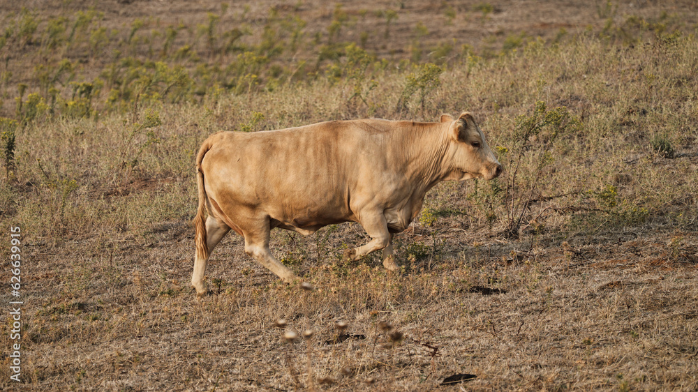 Fototapeta premium vaca quinta, produção carne natureza, mamífero