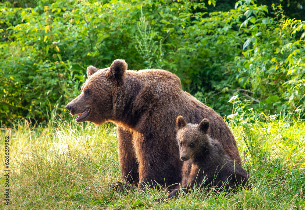 A brown bear (Ursus arctos) with her cub sitting together on the grass