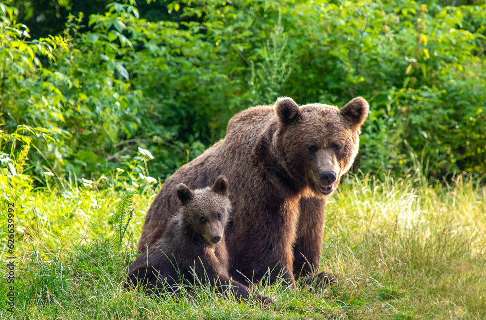A family of brown bears (Ursus actos) sitting on the grass