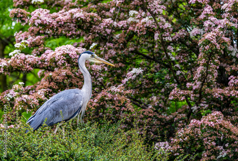 Fototapeta premium Grey Heron 