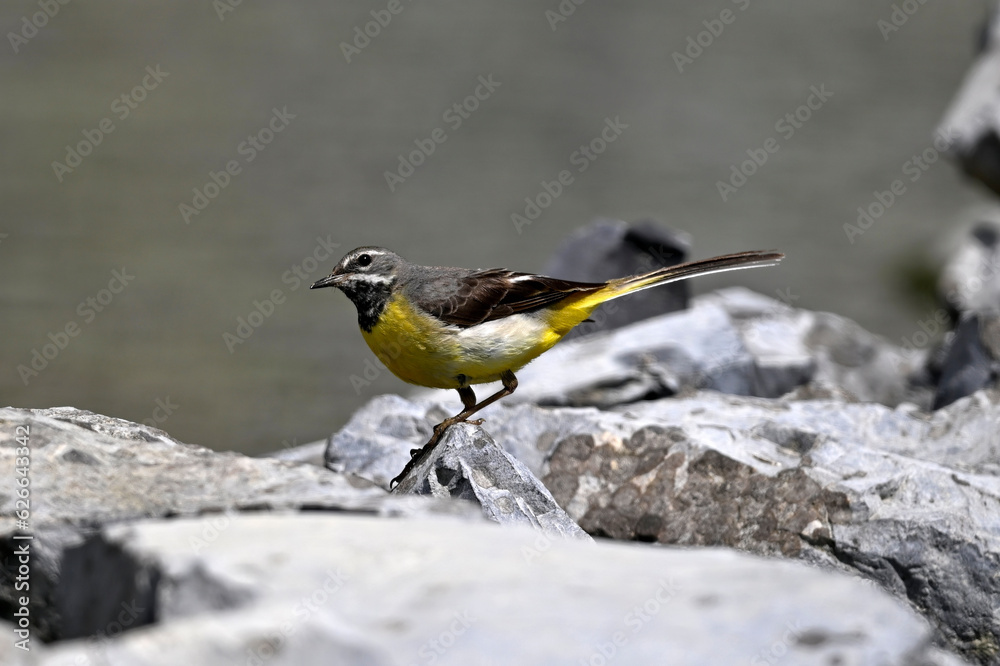 Grey wagtail // Gebirgsstelze (Motacilla cinerea) Grey wagtail // Gebirgsstelze (Motacilla cinerea)