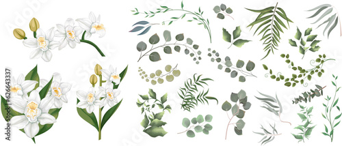 A large collection of herbs and plants. Green plants on a white background. White orchids, flowers, eucalyptus and other leaves . Vector illustration