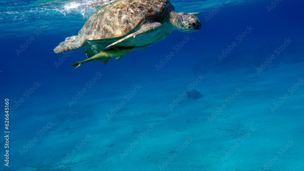 Obraz premium Big Green turtle on the reefs of the Red Sea. Green turtles are the largest of all sea turtles. A typical adult is 3 to 4 feet long and weighs between 300 and 350 pounds.