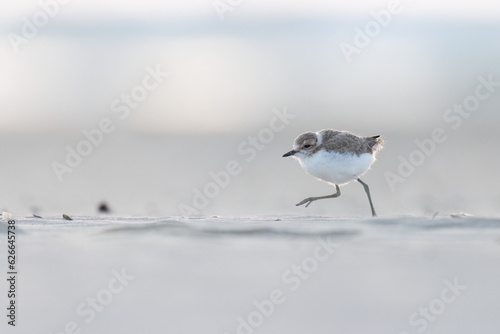 Bird on the beach, young kentish plover.