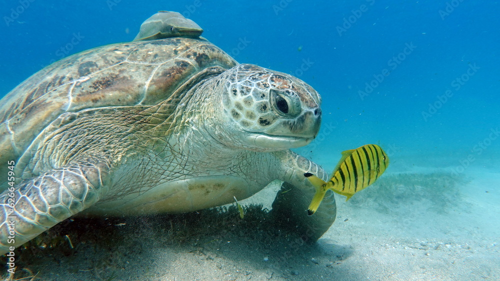 Obraz premium Big Green turtle on the reefs of the Red Sea. Green turtles are the largest of all sea turtles. A typical adult is 3 to 4 feet long and weighs between 300 and 350 pounds. 