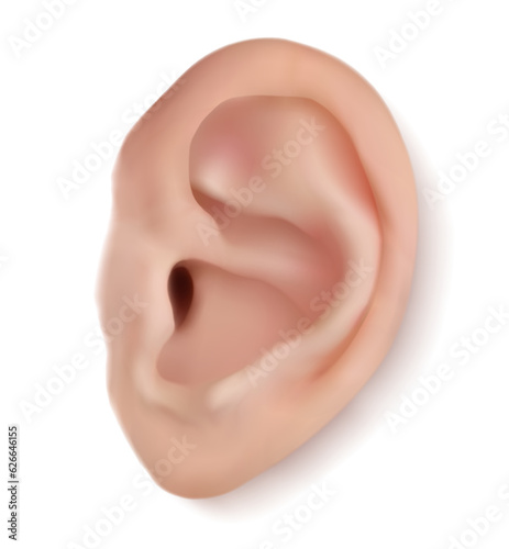 Realistic human ear isolated on white background. Beautiful 3d vector part of face with funnel, earlobe, helix, tragus. Close up frontal plane